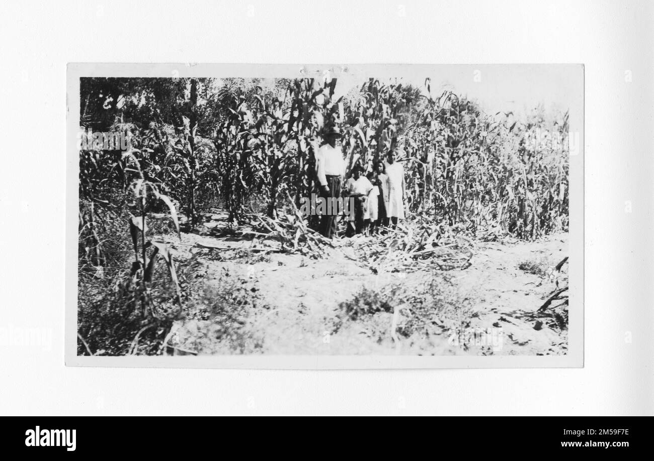 Original caption: 'Morongo Subagency (negative) A closeup of the tall corn on the Prudencio Resvolosa farm at Soboba.'. 1936 - 1942. Pacific Region (Riverside, CA). Photographic Print. Department of the Interior. Office of Indian Affairs. Mission Agency. 11/15/1920-6/17/1946. Photographs Stock Photo