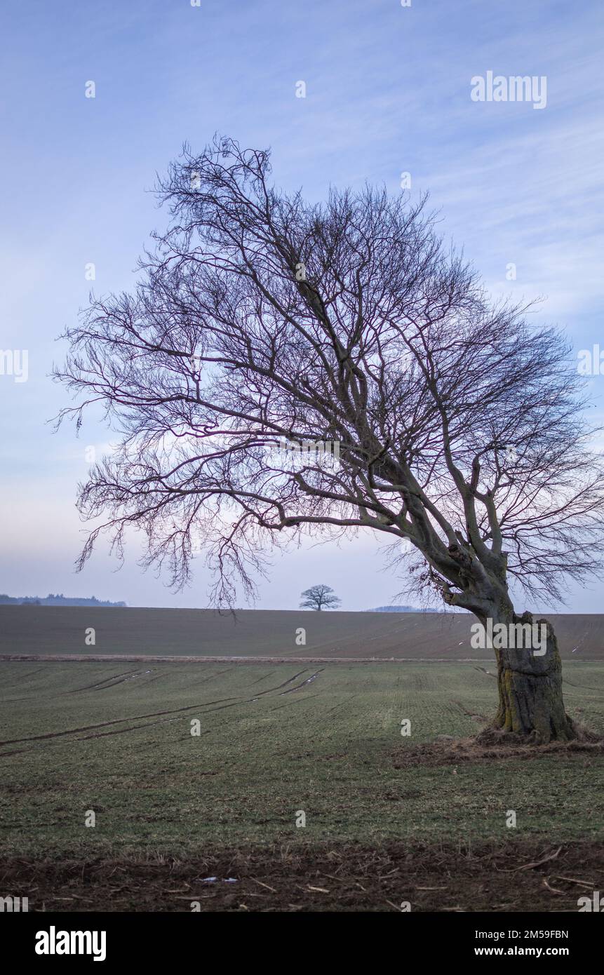 Alte Rotbuche, Feldbaum im Winter Stock Photo