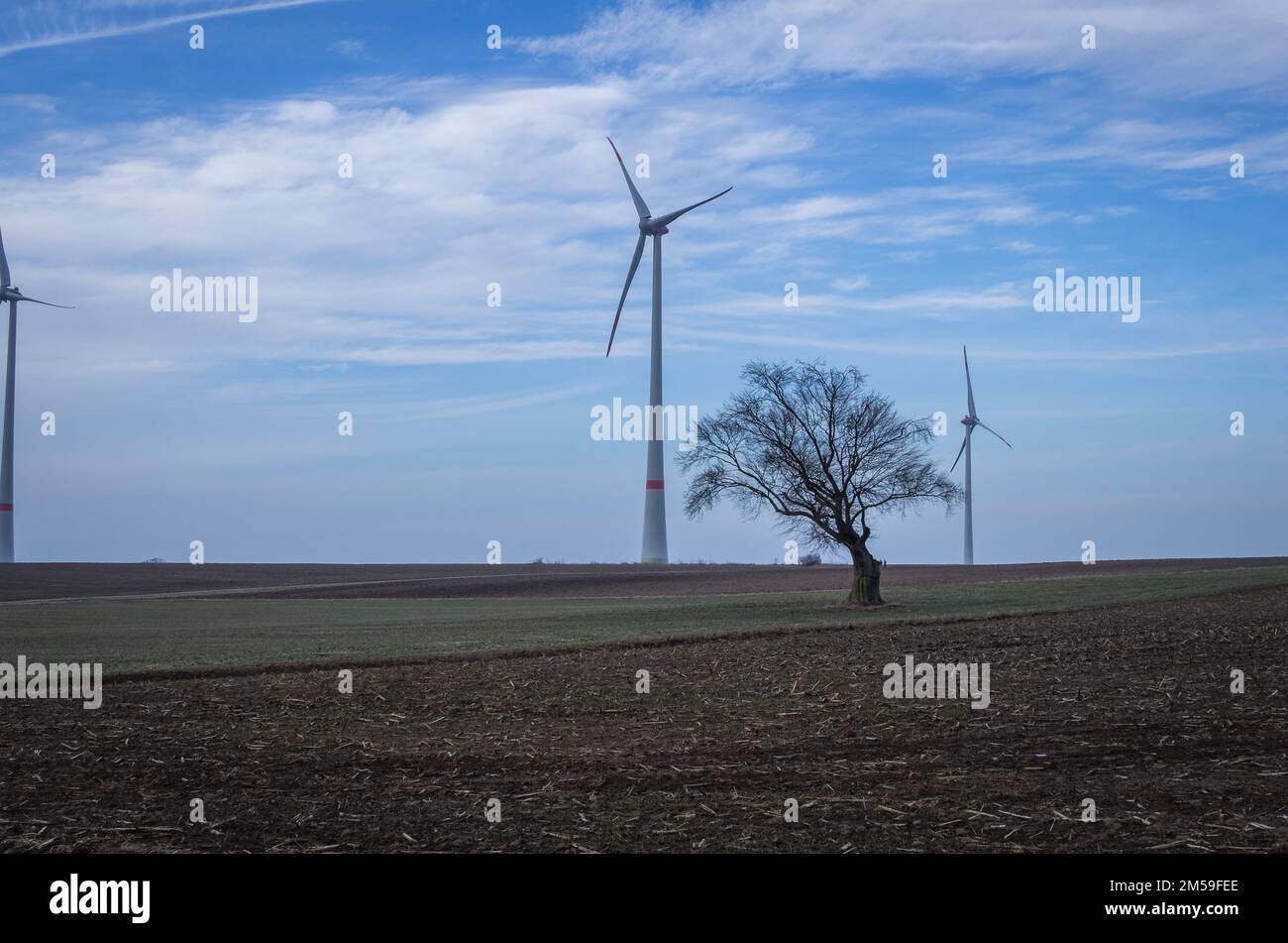 Alte Rotbuche, Feldbaum im Winter Stock Photo