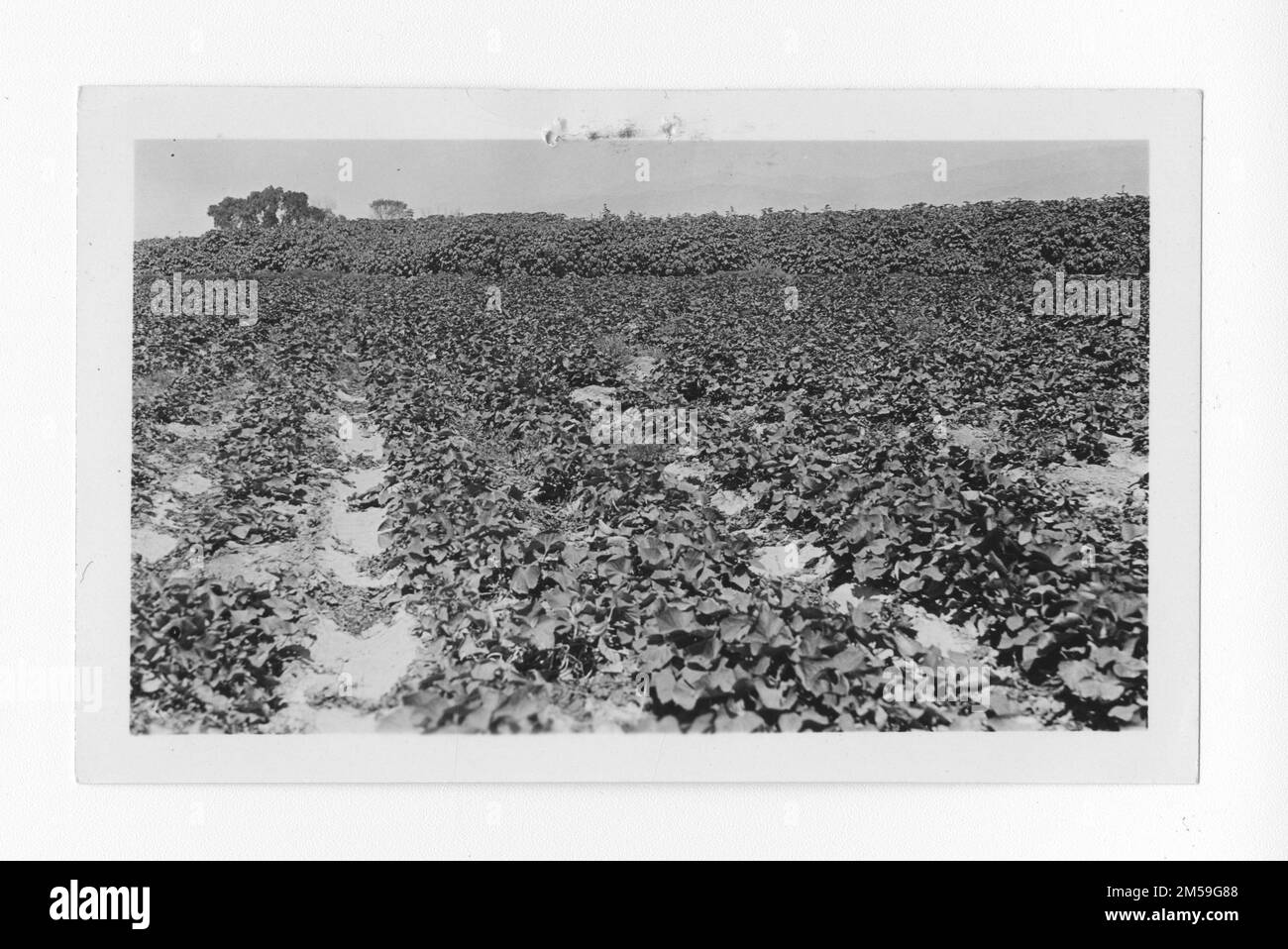 Sweet potatoes growing Black and White Stock Photos & Images - Alamy