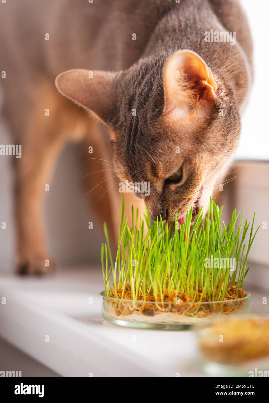 Cute Abyssinian blue and beige cat eats grass for the stomach health of pets on the windowsill. Conceptual photo of pet care and healthy food for cats Stock Photo