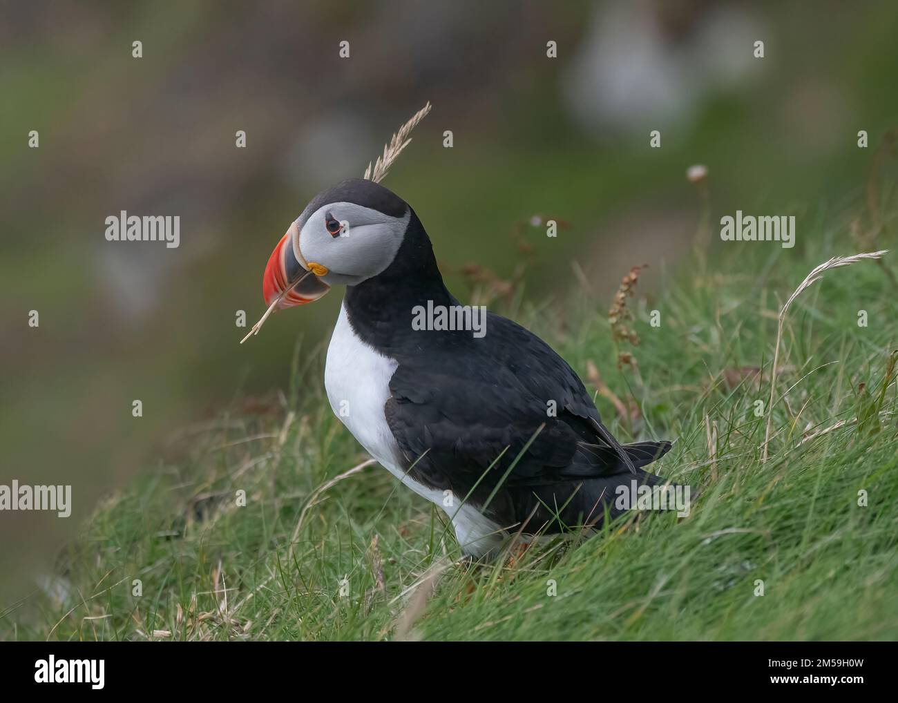 Puffin Rspb Puffin (Fratercula arctica), adult sitting with single grass stem in it ...