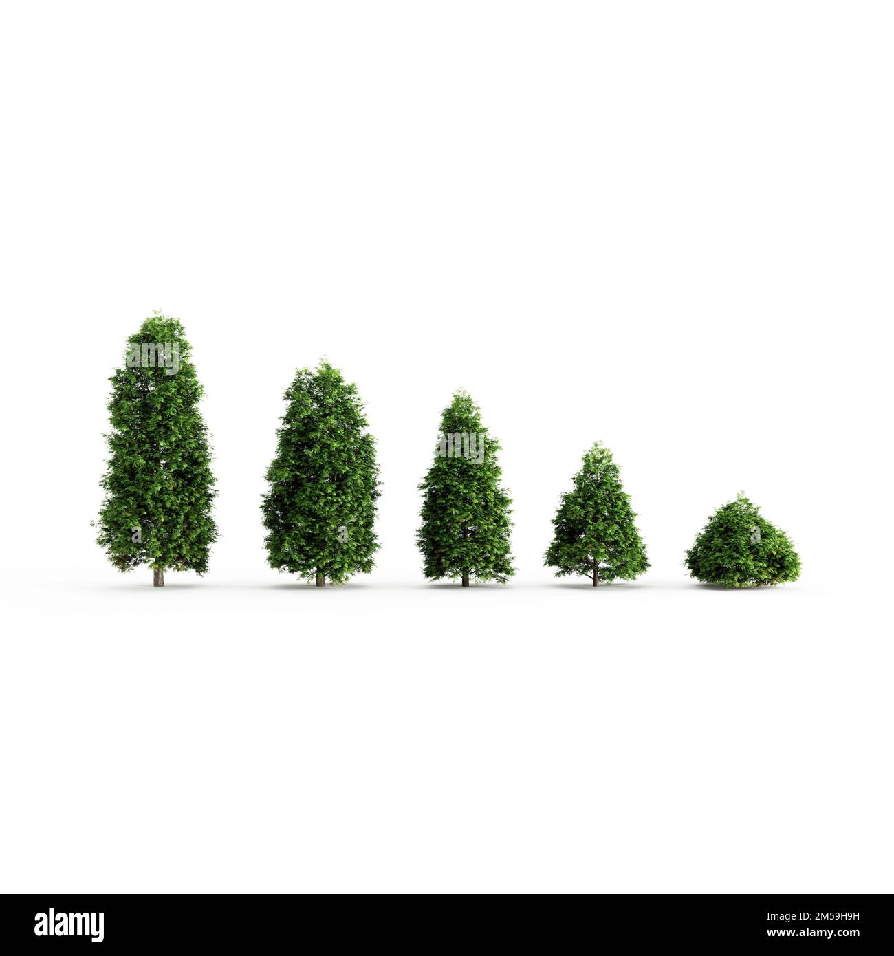 An illustration of trees isolated on white background Stock Photo - Alamy
