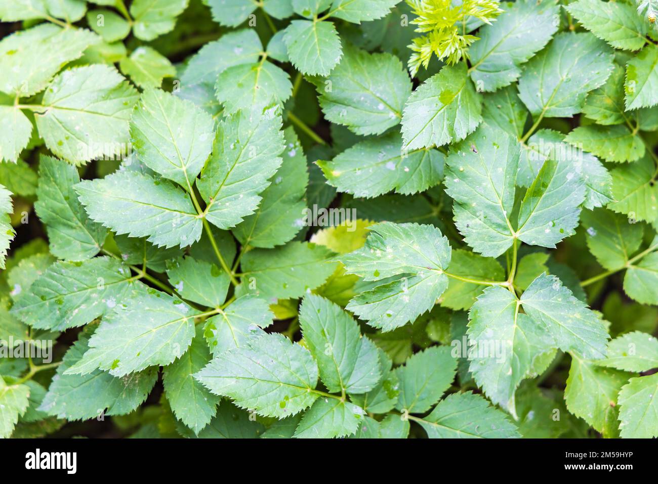 Aegopodium podagraria or gorund elder weed plant whioch can be used to make pesto Stock Photo