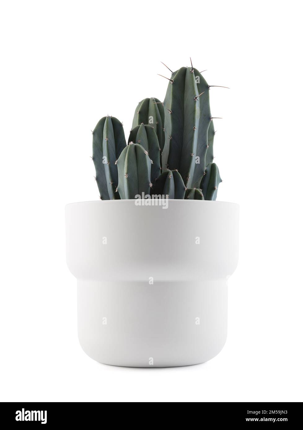 Cactus in a white pot isolated on white background Stock Photo - Alamy