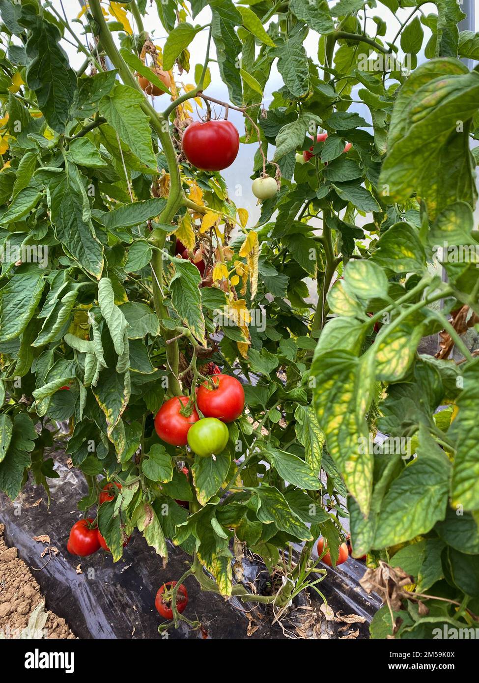 greenhouse tomatoes ecological greenhouse and vegetables growing on