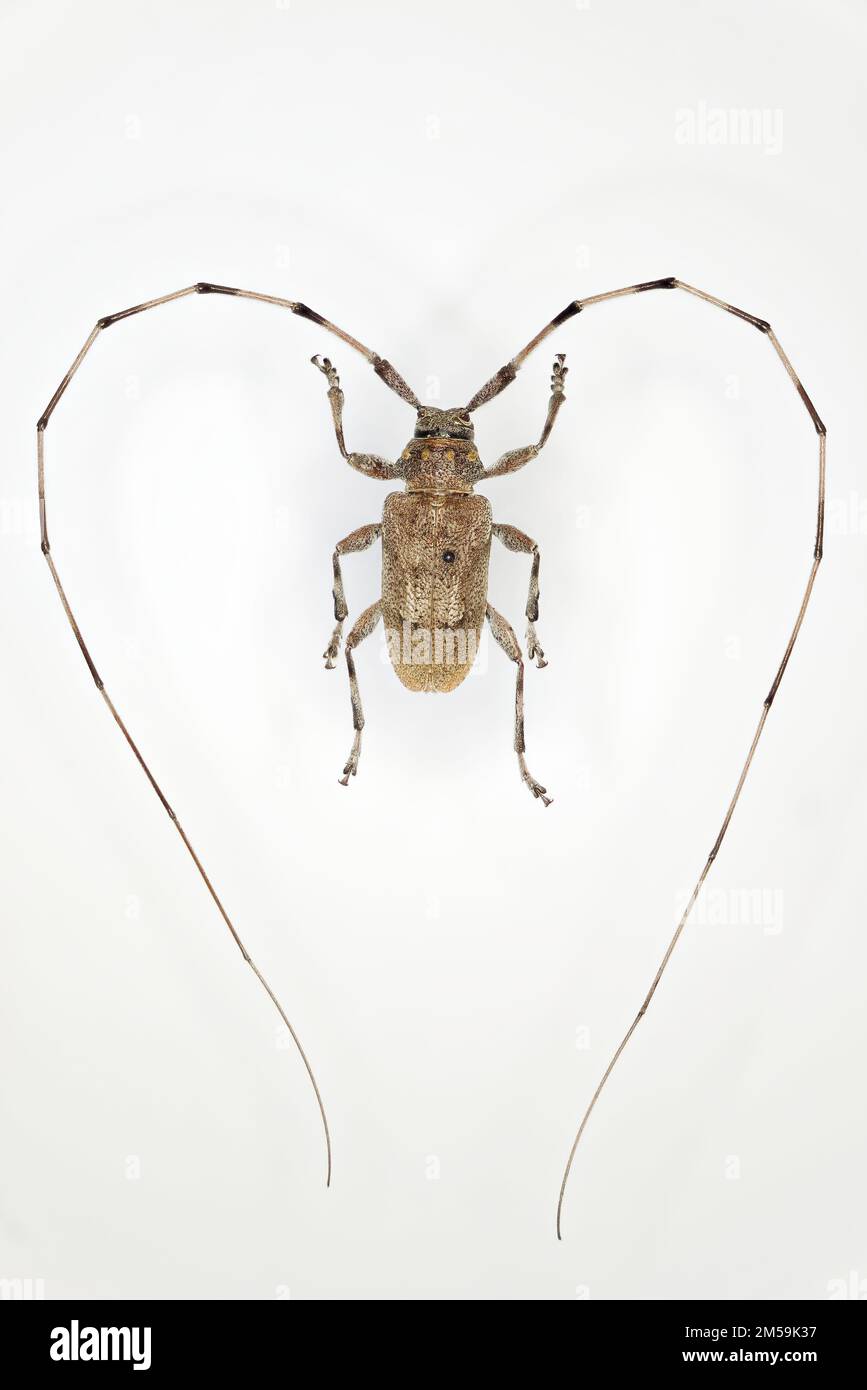 Timberman beetle (Acanthocinus aedilis) is a species of beetle belonging to the longhorn beetle family which is a woodboring beetle with antennae up f Stock Photo