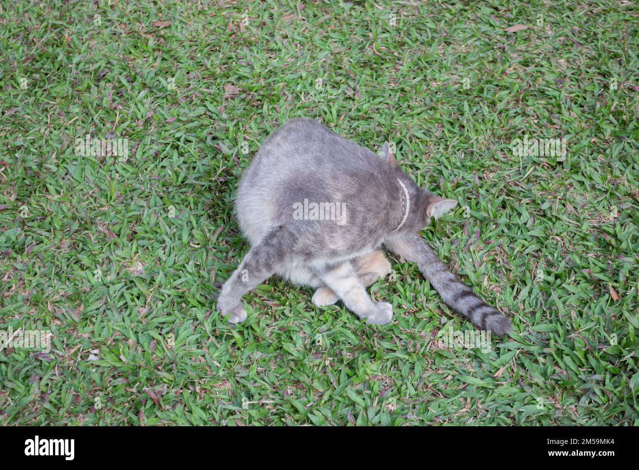 Thai local village cat in many action, stock photo Stock Photo - Alamy