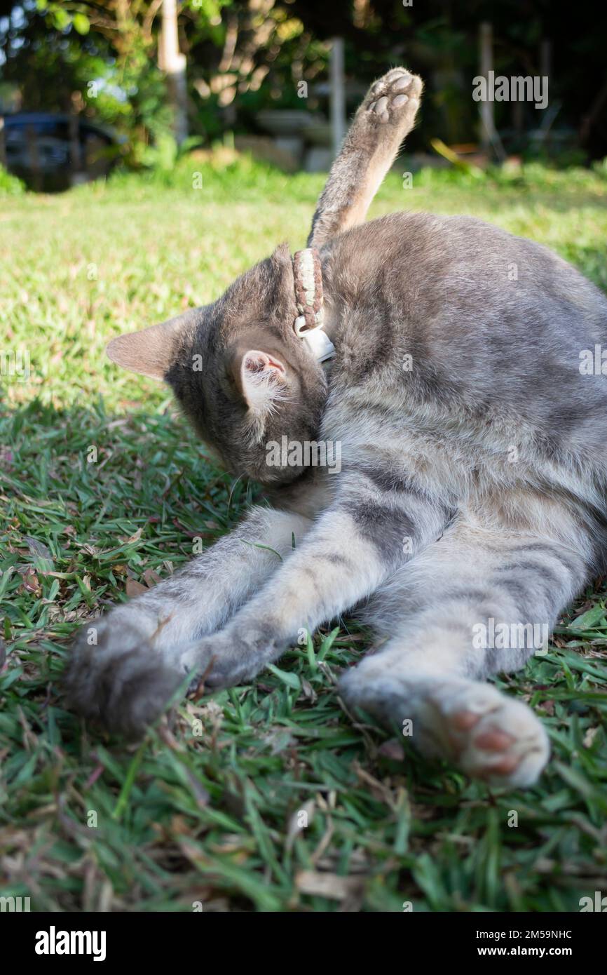 Thai local village cat in many action, stock photo Stock Photo - Alamy