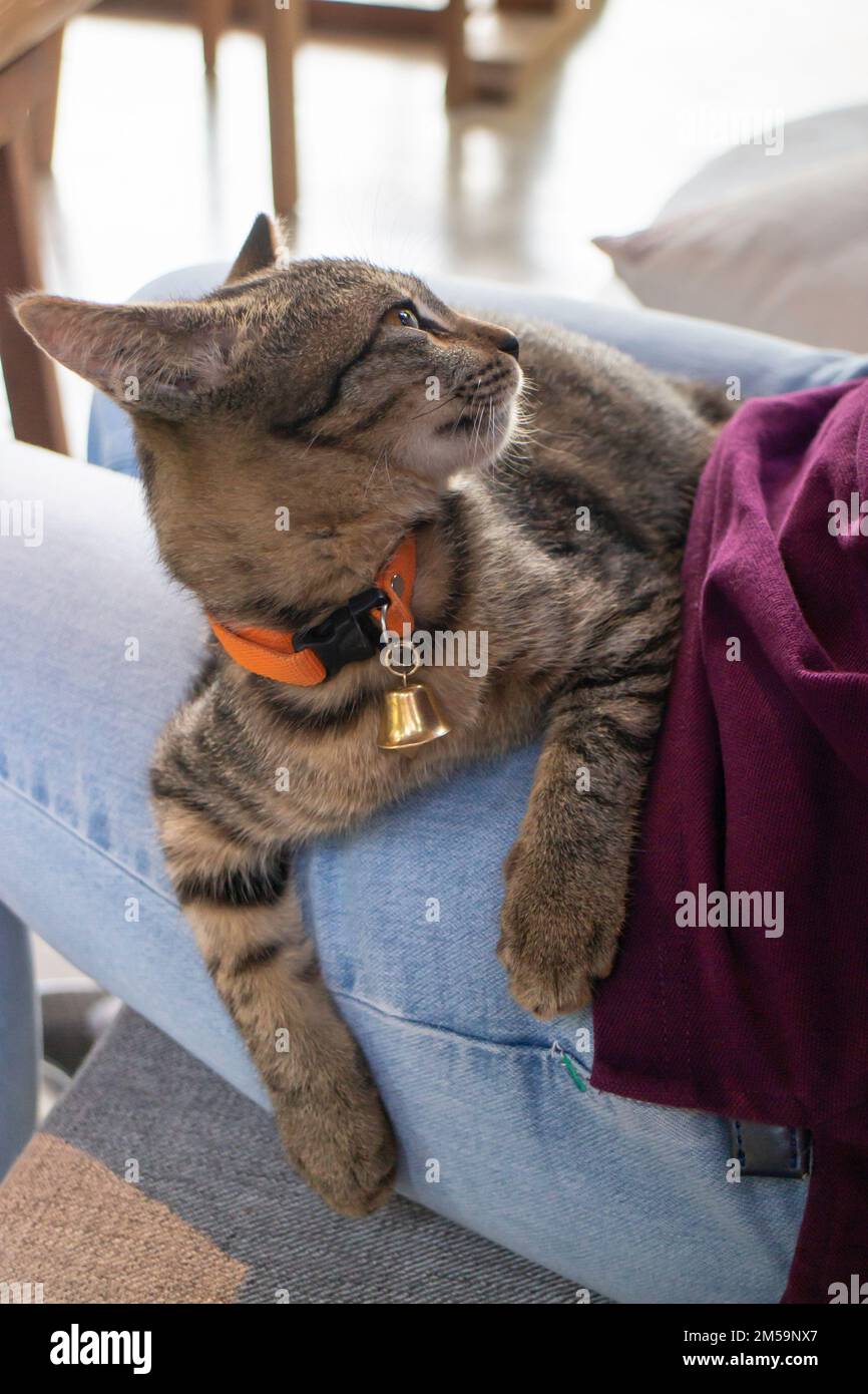 Thai local village cat in many action, stock photo Stock Photo - Alamy