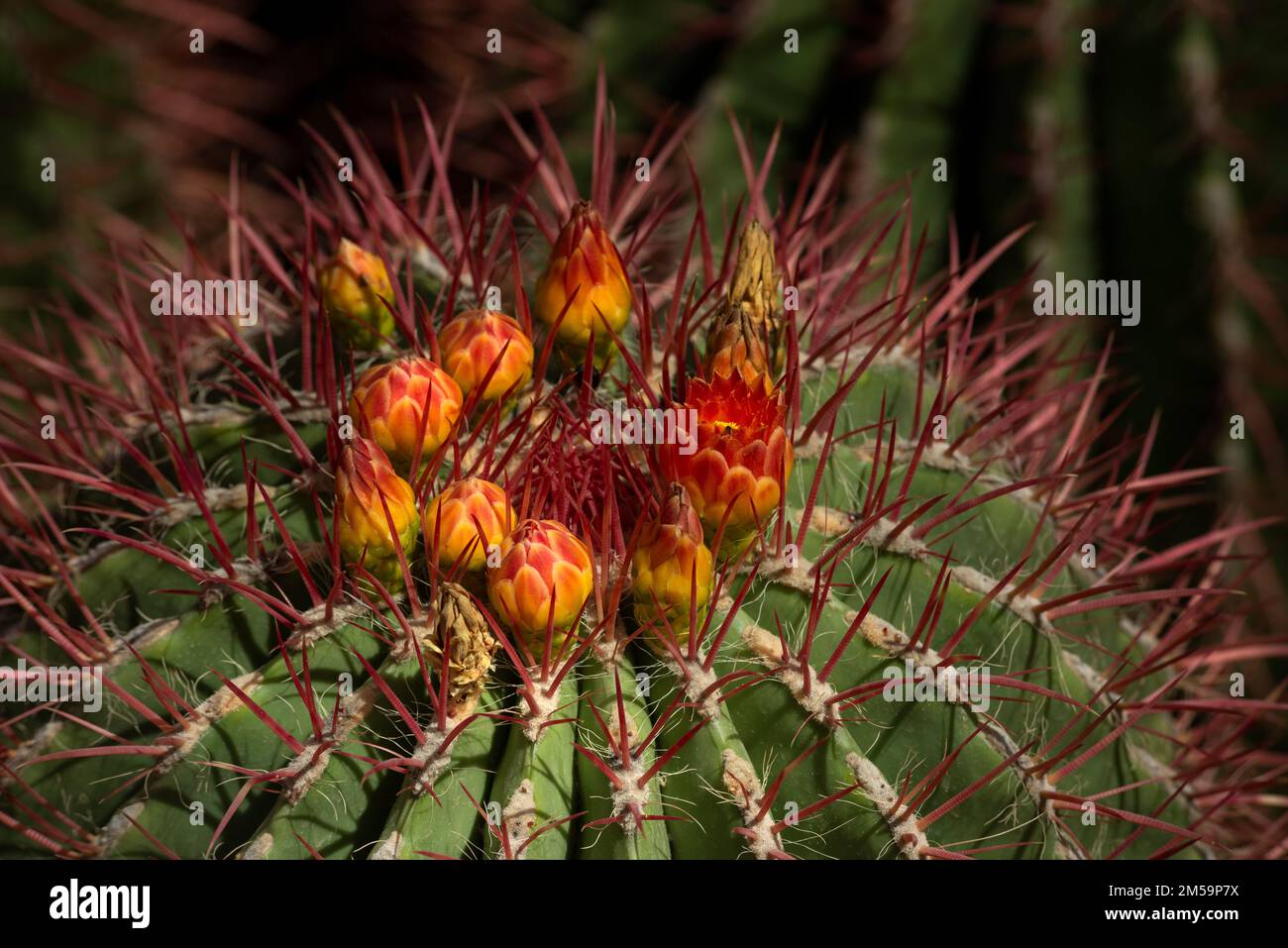 Cactus in a moroccan garden Stock Photo