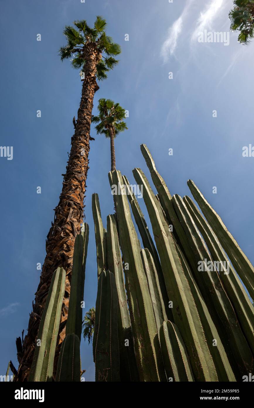 Tall palms in Morocco Stock Photo