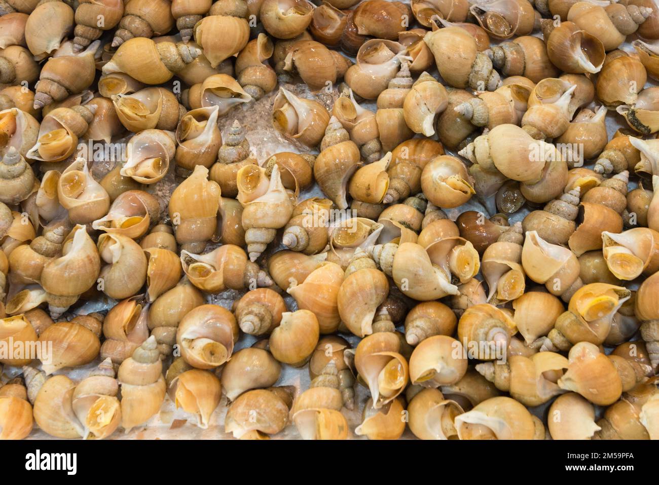 A tray full of sea snails at a stall in Tsukiji Market in Tokyo, Japan ...