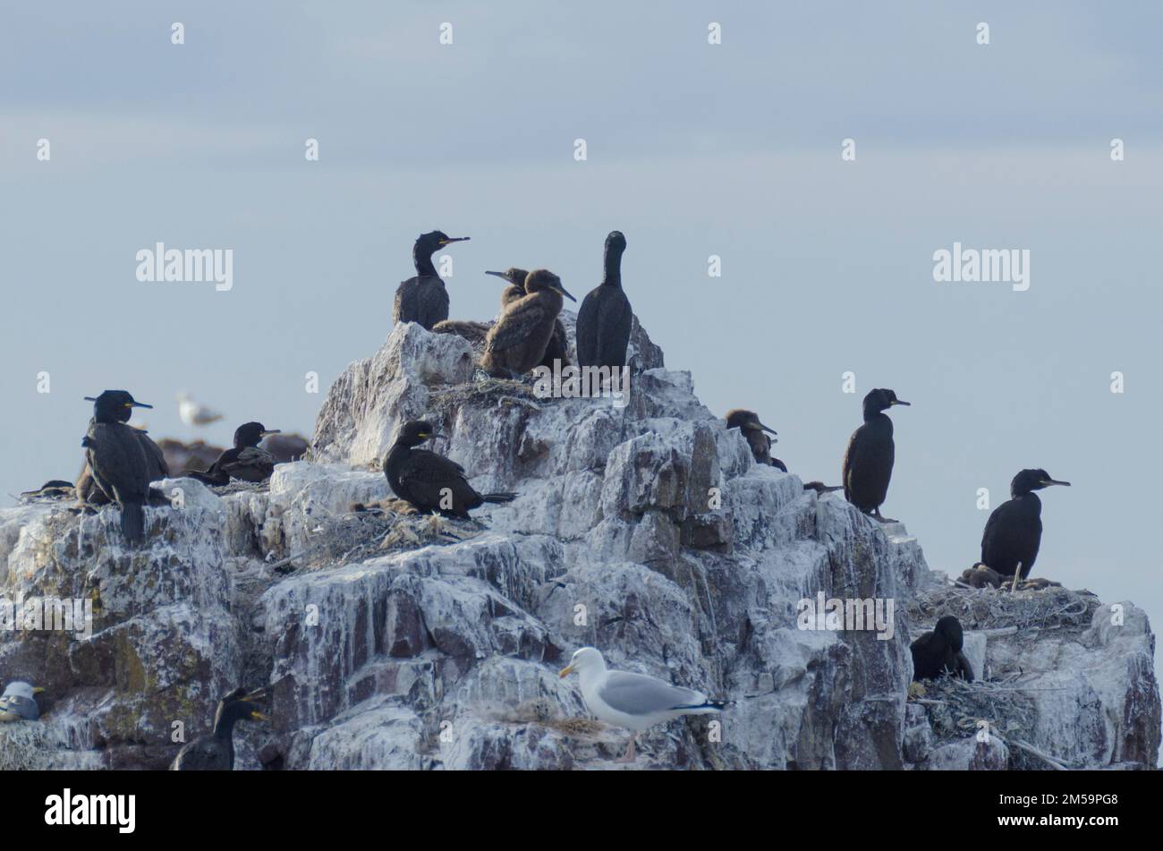Shags ( Gulosus aristotelis ) at a nesting site on a rock off the coast of Dunbar, East Lothian, Scotland, UK. In the UK they breed on coastal sites, Stock Photo