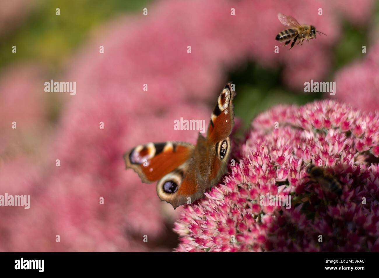 A peacock butterfly is eating on a pink Sedum flower - Hare cabbage. A flowerbed with flowers pollination by insects. Butterflies fly. Nature sunny day. Insect. Butterfly wings. Green plant close up. Stock Photo