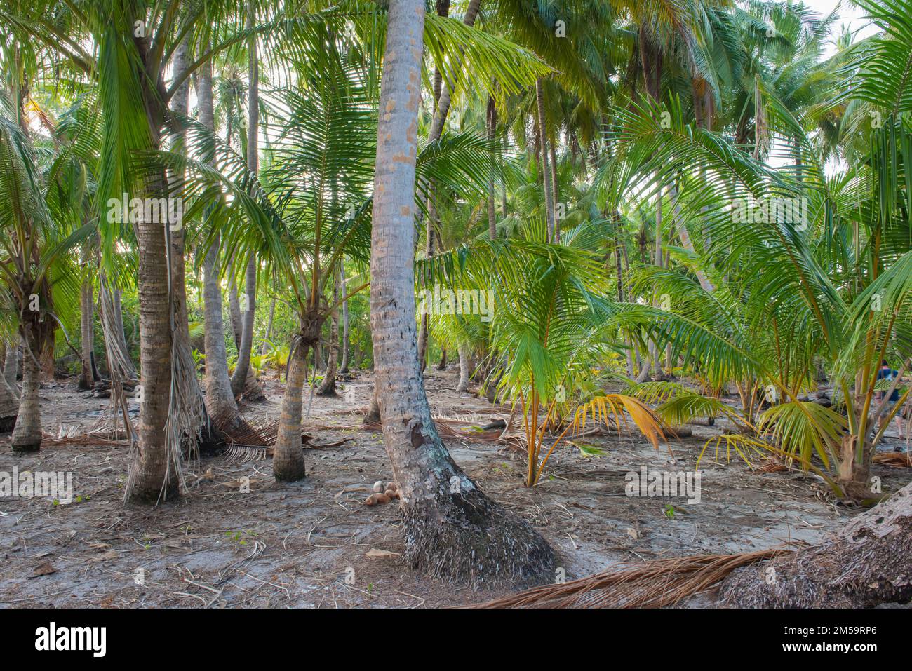 Remote tropical island paradise with thick forest vegetation of coconut