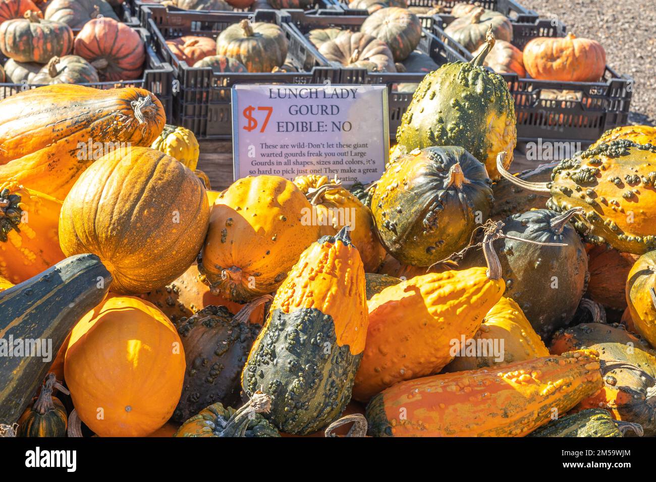 Pumpkin farm outside Buffalo, New York State, USA Stock Photo
