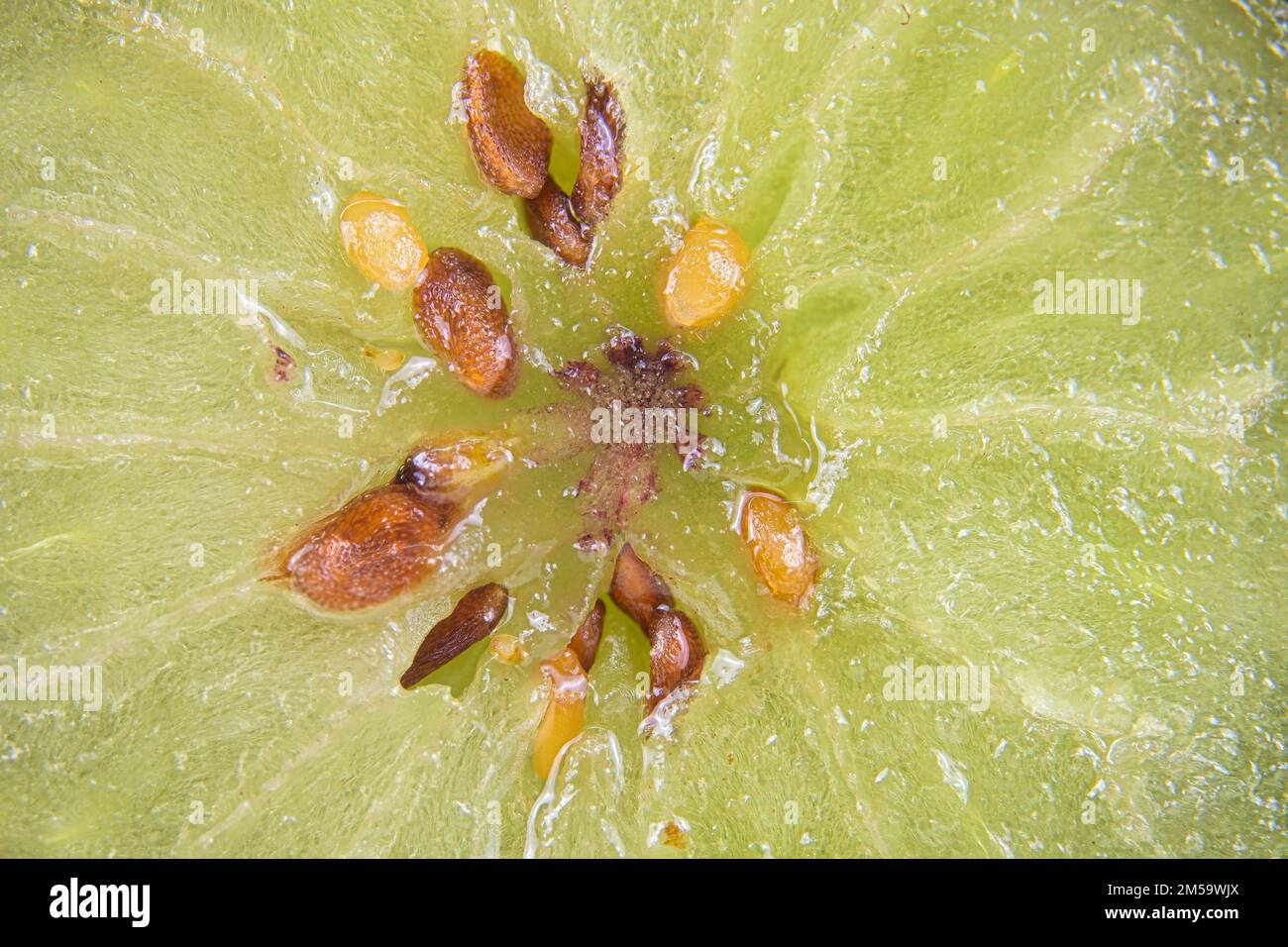 Blueberry seeds, macro photography Stock Photo