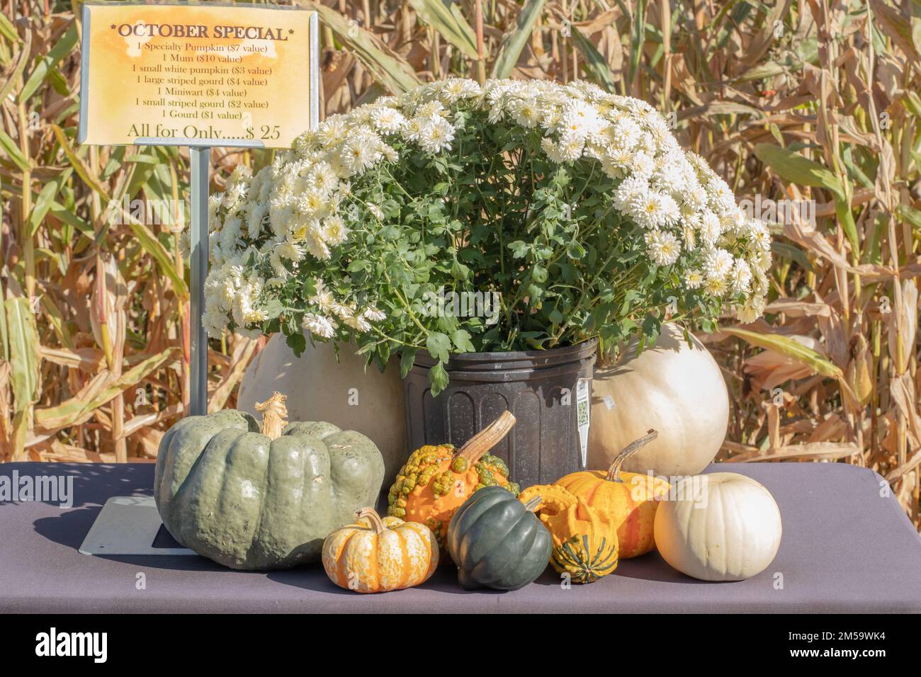 Pumpkin farm outside Buffalo, New York State, USA Stock Photo