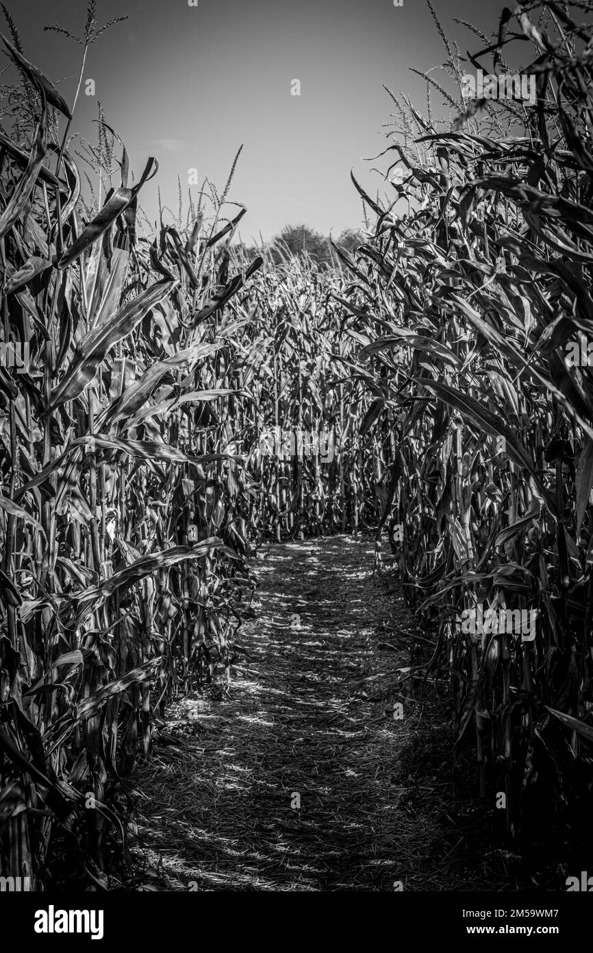 Corn Field, Buffalo, NY, USA Stock Photo Alamy