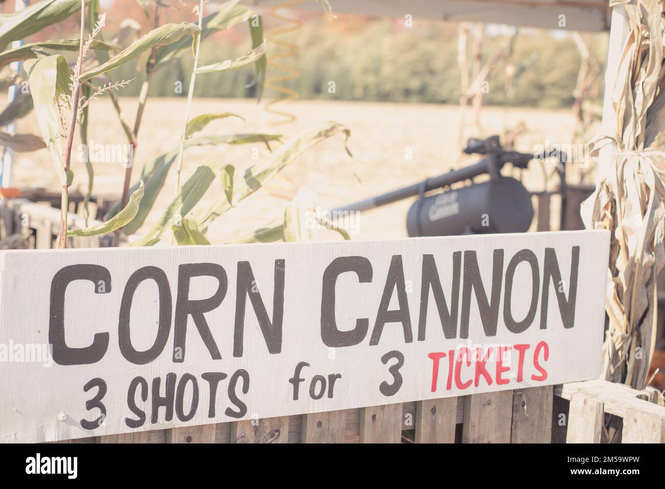 Corn Cannon at Pumpkin farm outside Buffalo, New York State, USA Stock Photo