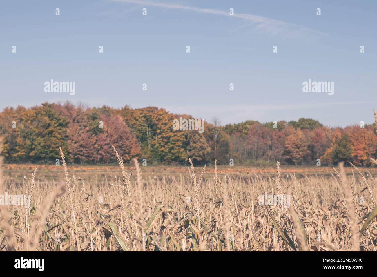 Corn Field, Buffalo, NY, USA Stock Photo