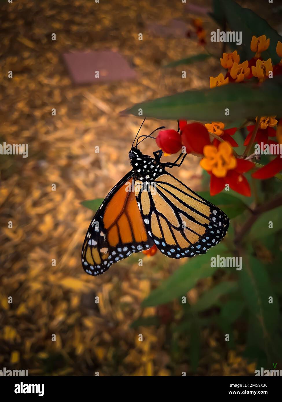 A vertical closeup of monarch butterfly, Danaus plexippus Stock Photo ...