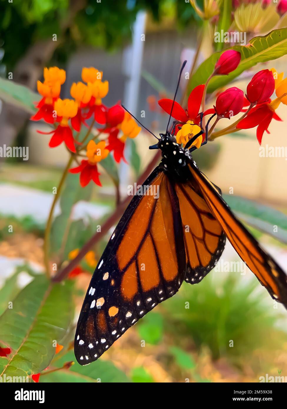 A vertical closeup of monarch butterfly, Danaus plexippus Stock Photo ...