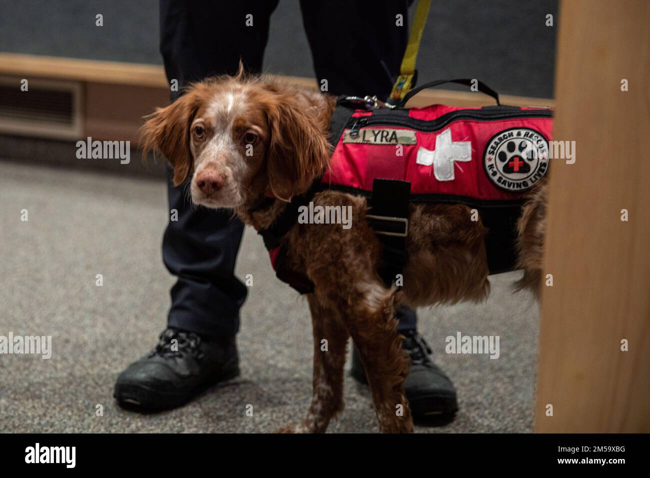 Lyra, a rescue dog with MAT+SAR Search & Rescue out of Palmer, Ak