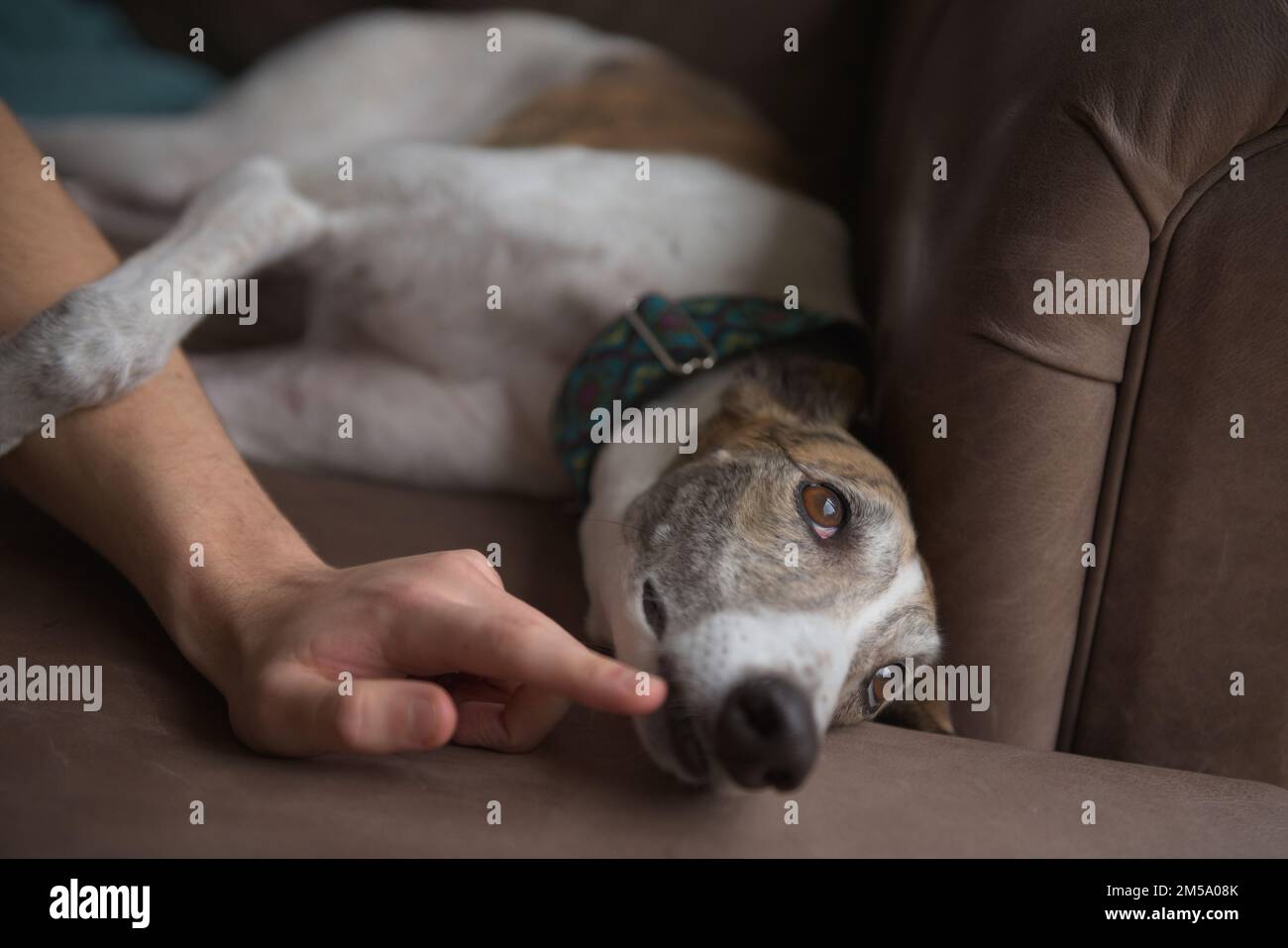 Adorable white and brindle greyhound rests her paw on owners arm, as he plays with her by tickling her whiskers. Pet dog interaction with relaxed dog Stock Photo