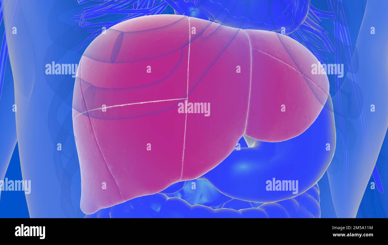 Liver human digestive anatomy for medical concept 3D illustration Stock ...