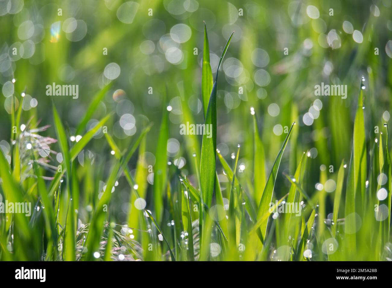 Green grass and drops of morning dew Stock Photo - Alamy