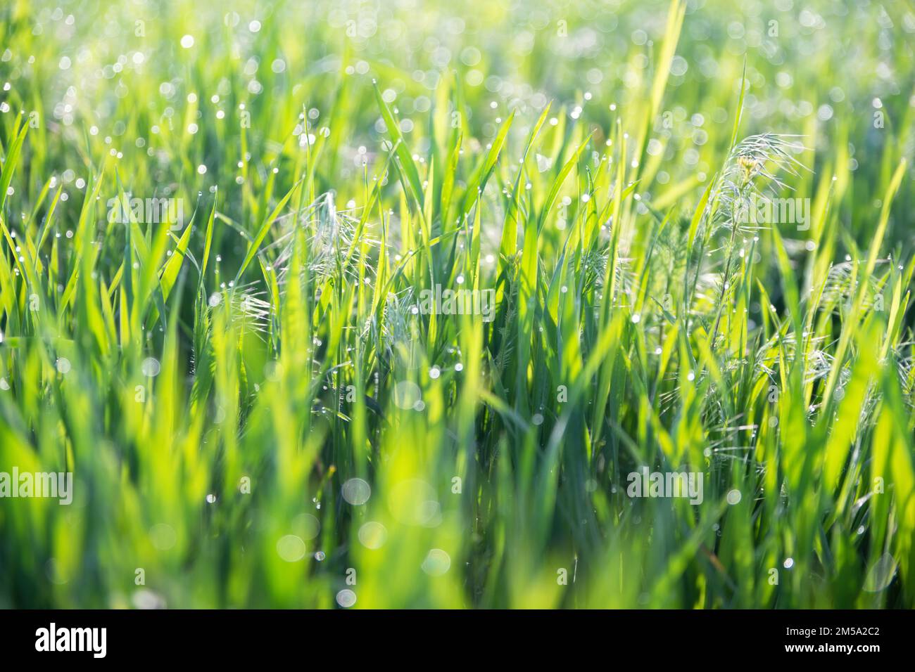 Green grass and drops of morning dew Stock Photo