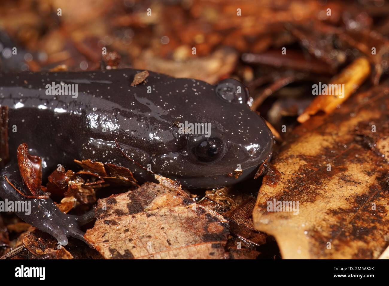 Detailed closeup on a dark and rare Japanese Ishizuchi endemic streamside salamander , Hynobius hirosei sitting on leaflitter Stock Photo