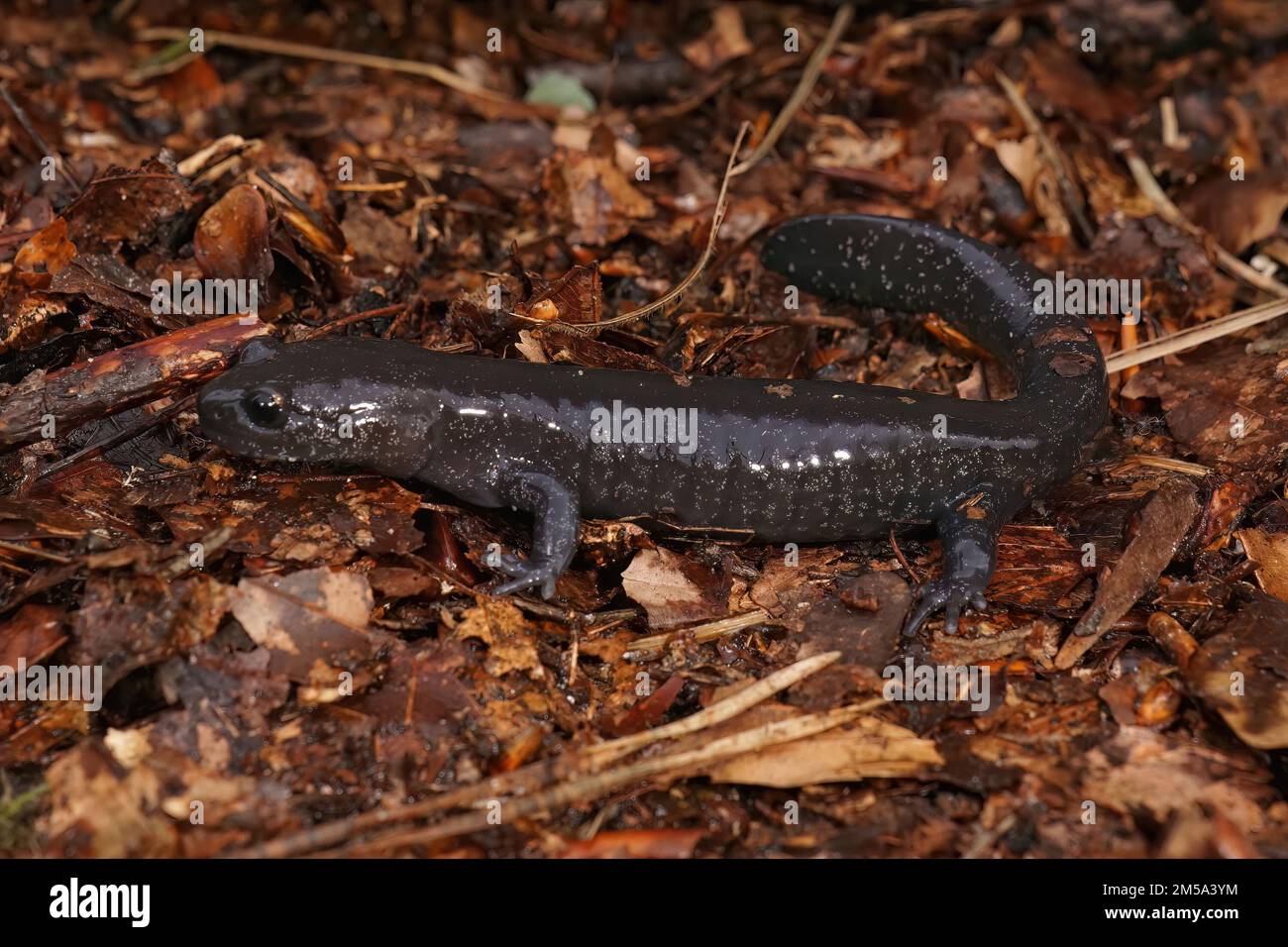 Detailed closeup on a dark and rare Japanese Ishizuchi endemic streamside salamander , Hynobius hirosei sitting on leaflitter Stock Photo