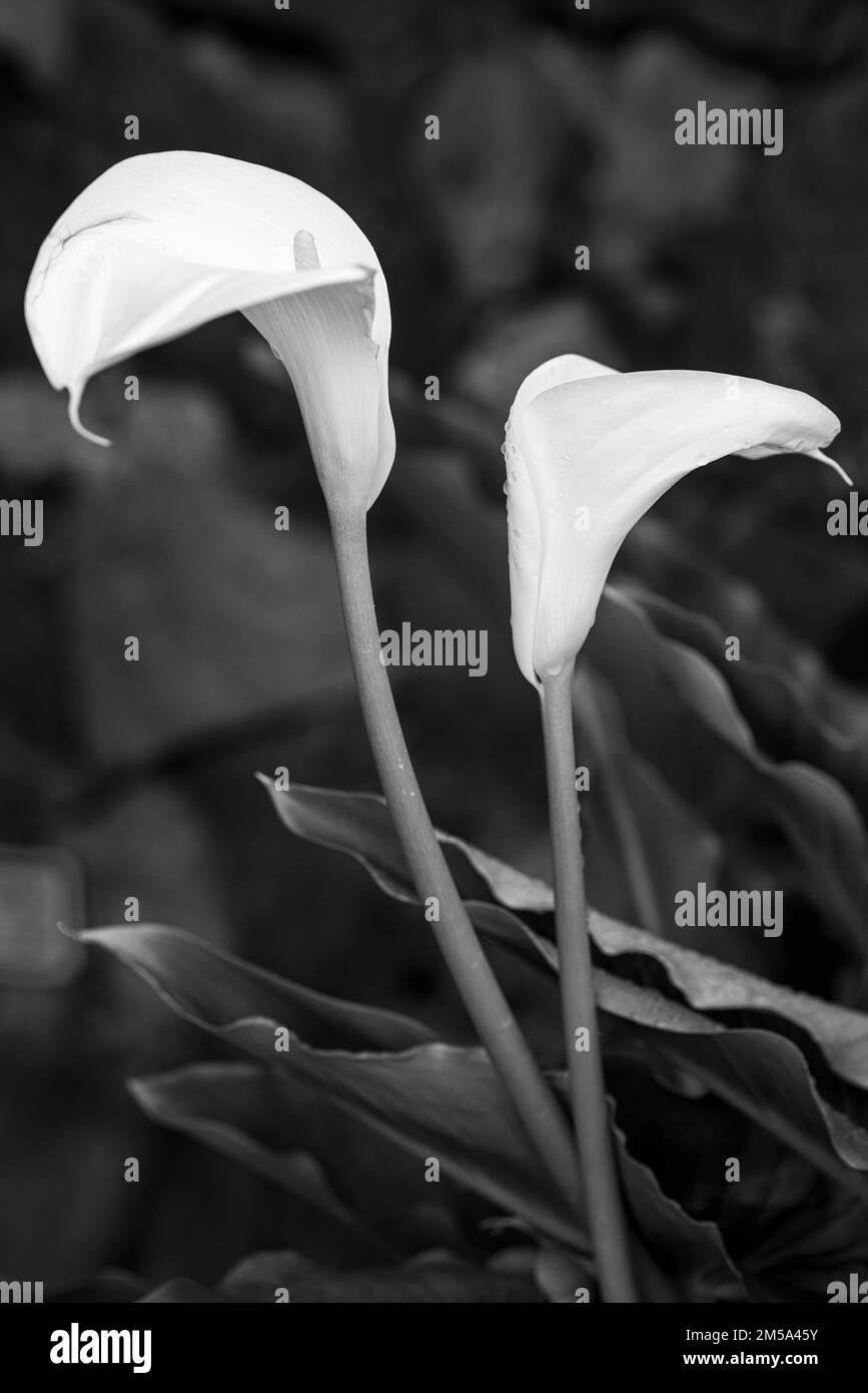 Cala lily flower, Aurum lily, Zantedeschia aethiopica, white flowering plant with raindrops Stock Photo