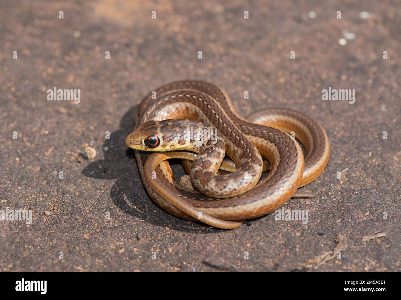 Short snouted grass snake (Psammophis brevirostris) Stock Photo