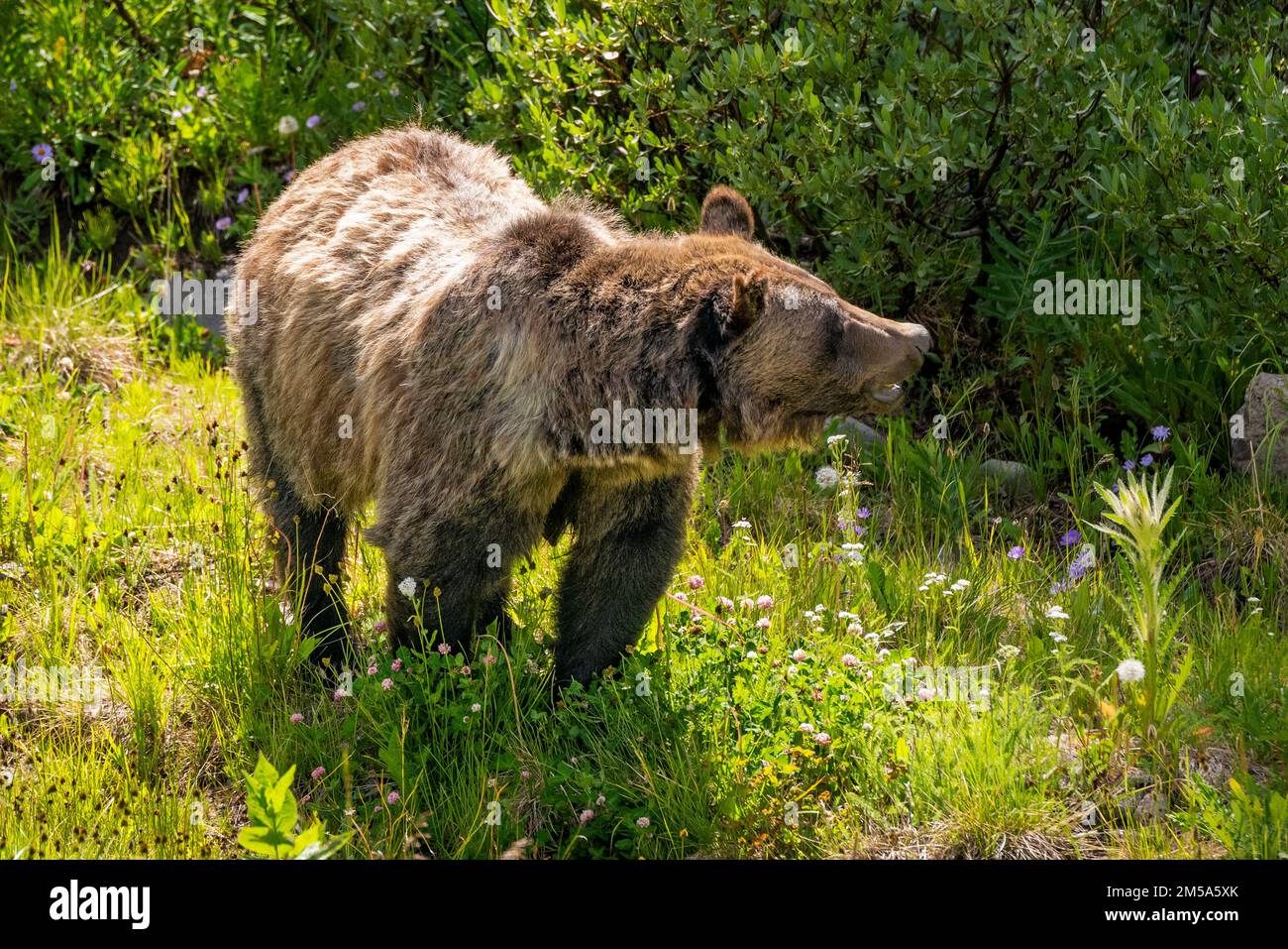 Grizzly bear sow (Ursus arctos horribilis), Togwotee Pass; 9,655 feet; Continental Divide; Absaroka Mountains; Wyoming; USA Stock Photo