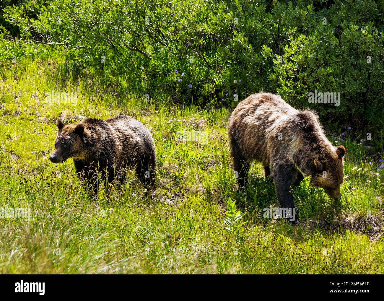 Female (Sow) Grizzly bear (Ursus arctos horribilis), with yearling cub; Togwotee Pass; 9,655 feet; Continental Divide; Absaroka Mountains; Wyoming; US Stock Photo