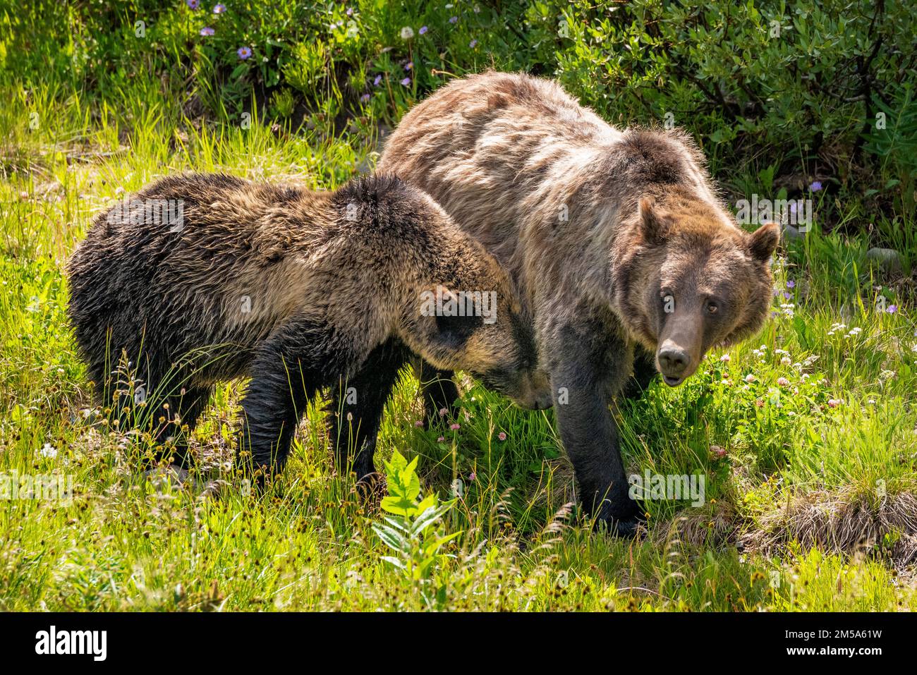 Female (Sow) Grizzly bear (Ursus arctos horribilis), with yearling cub; Togwotee Pass; 9,655 feet; Continental Divide; Absaroka Mountains; Wyoming; US Stock Photo