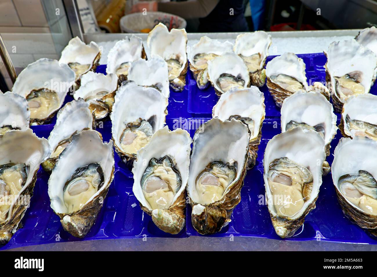 Sydney. New South Wales. Australia. The Fish Market. Jumbo Pacific