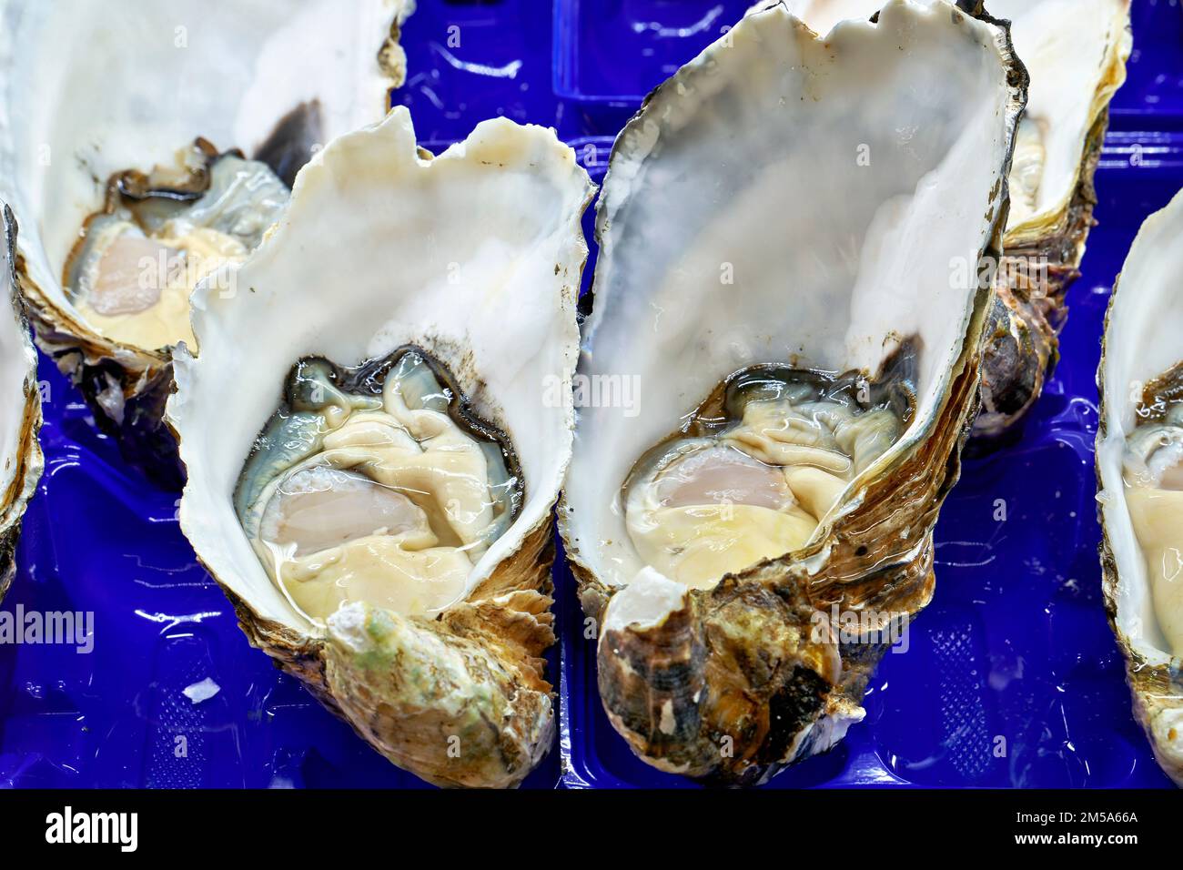 Sydney. New South Wales. Australia. The Fish Market. Jumbo Pacific