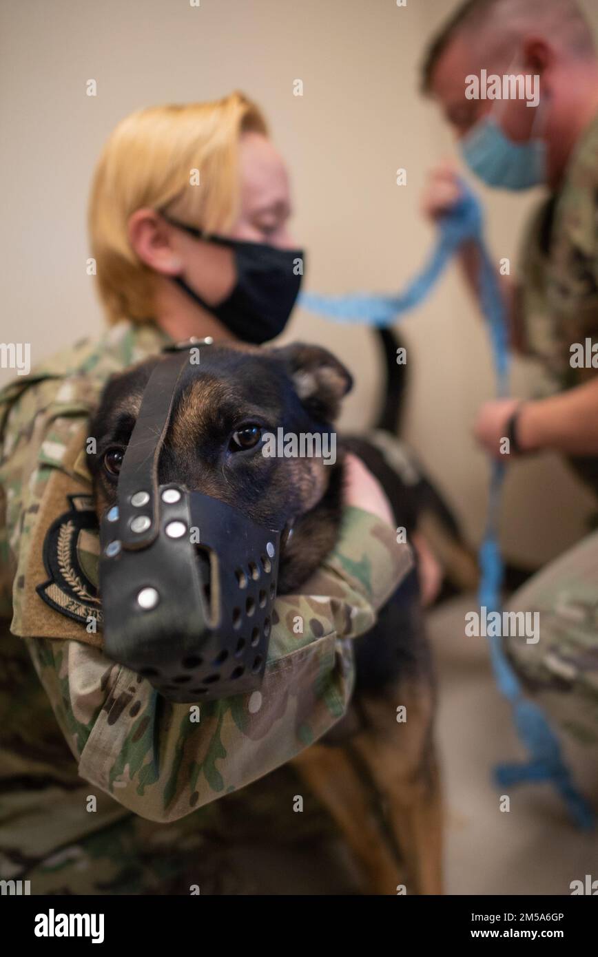 U.S. Air Force military working dog Zazu from the 27th Special