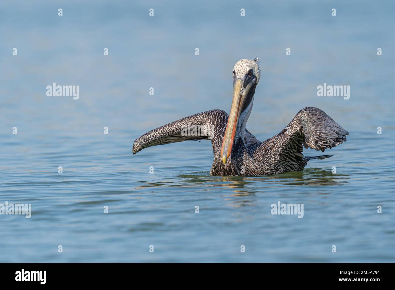 A Brown Pelican (Pelecanus occidentalis) swimming on the ocean surface extends its wings near the Florida Keys, USA. Stock Photo
