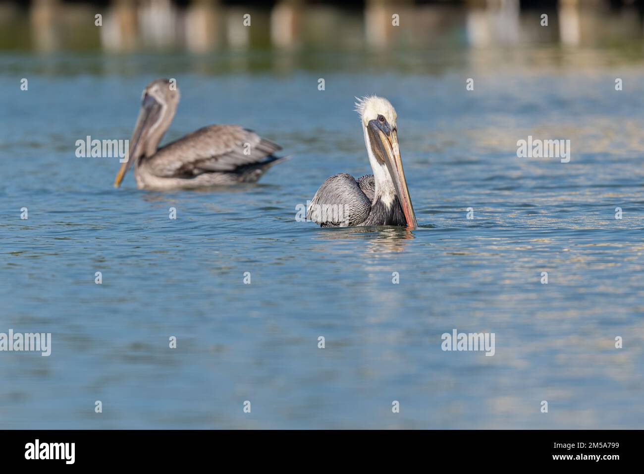 Brown Pelicans (Pelecanus occidentalis) swimming on the ocean surface near the Florida Keys, USA. Stock Photo