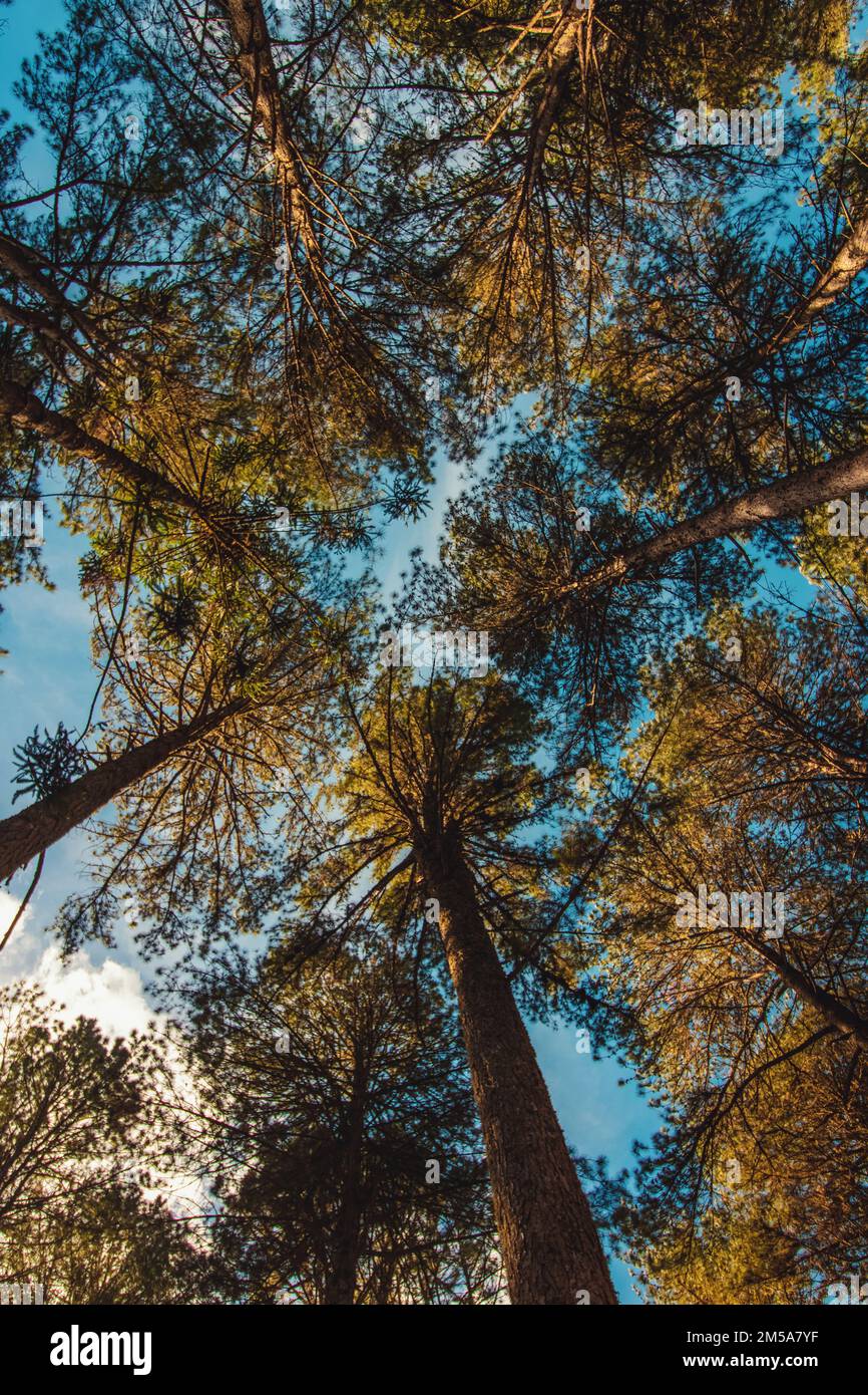 Campos do Jordao, Sao Paulo, Brazil. Beautifful view of Araucaria ...