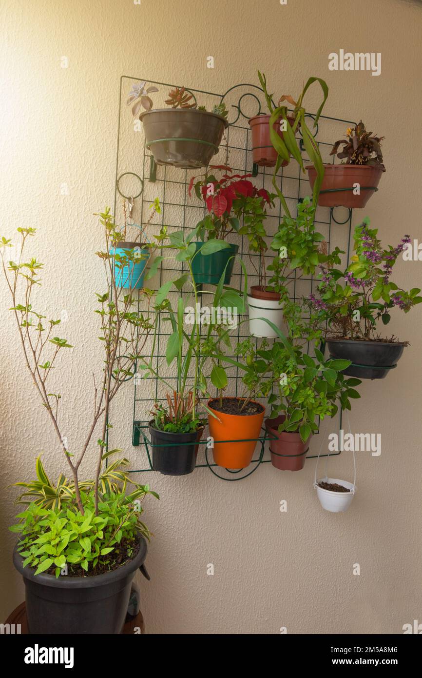 vertical-garden-on-the-balcony-of-the-building-various-types-of-plants