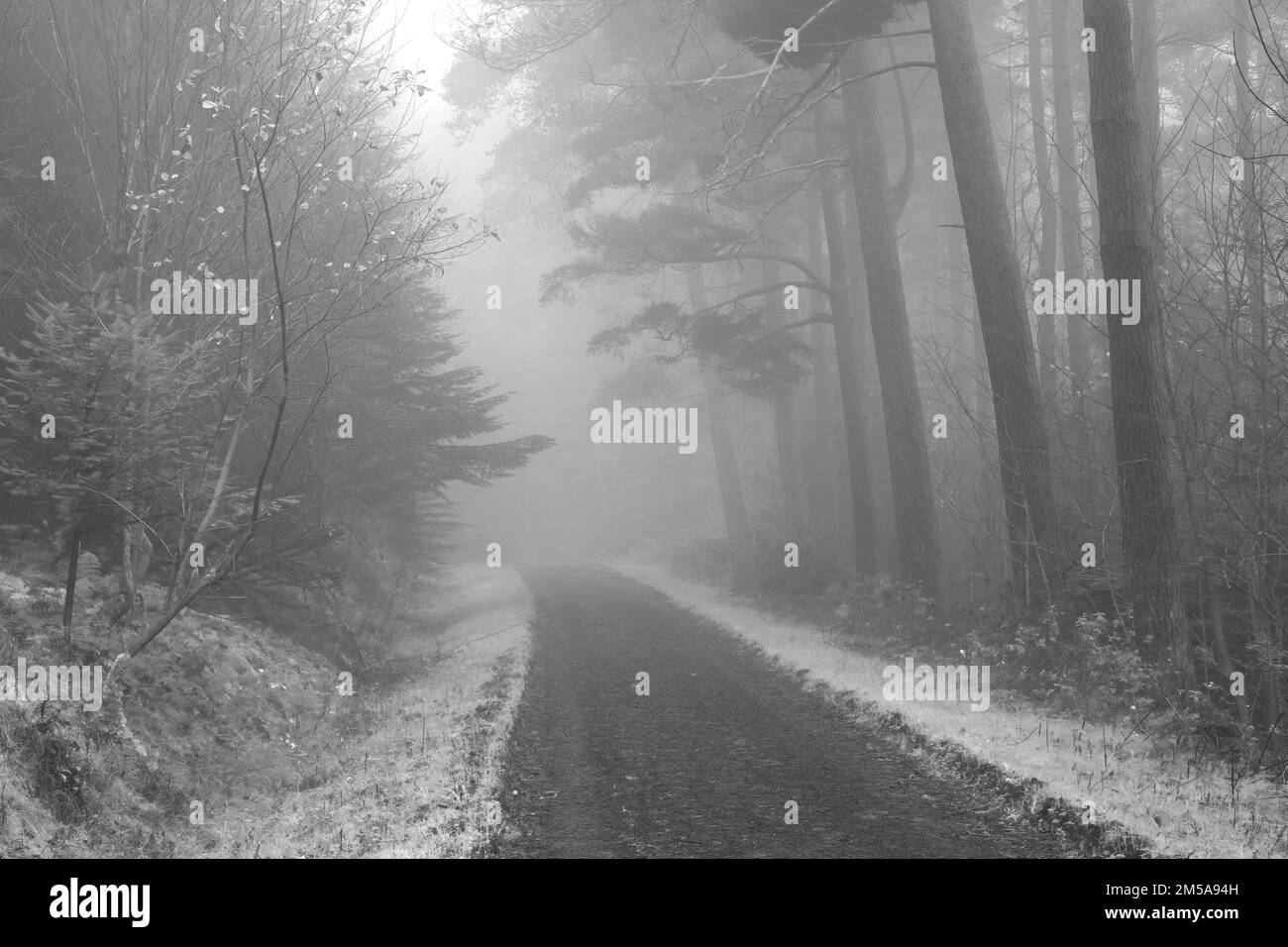 Black and White image on a foggy winters day at Hamsterley forest showing the Forest Drive. County Durham, England, UK. Stock Photo