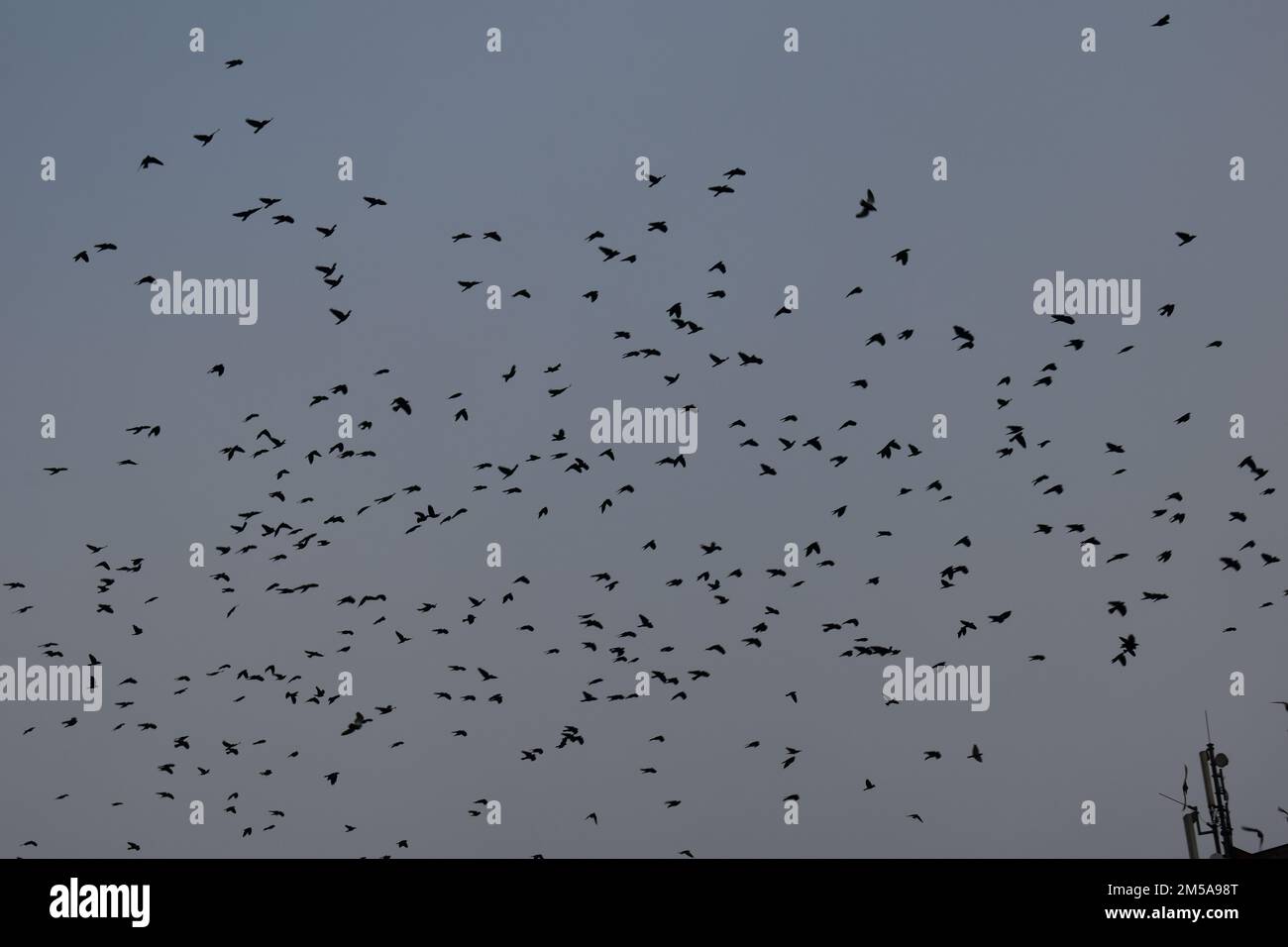 A lot of birds flying Stock Photo