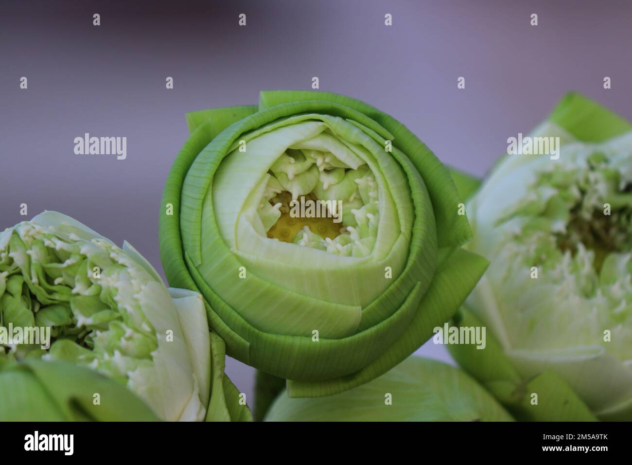 Lotus petal folding, Thai style folding fresh flowers art that